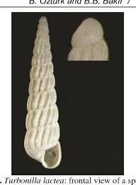 Image result for Anisocycla