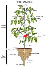 Like animal cells, plant cells are eukaryotic. Parts Of A Flower And Plant Do You Know Them All 7 Diagrams Flower Cell Leaf Stem Etc Plant Structure Biology Plants Parts Of A Flower