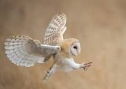 Barn Owl Flying Images – Browse 13,104 Stock Photos, Vectors, and ...