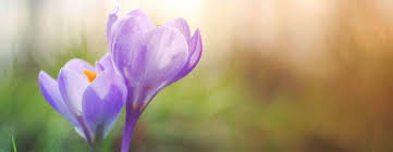 Obituary for Jeffrey Lee Dingess