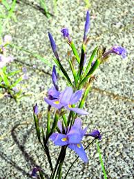 Image result for Moraea bella