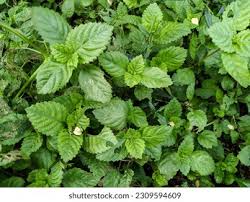 Image result for Platostoma