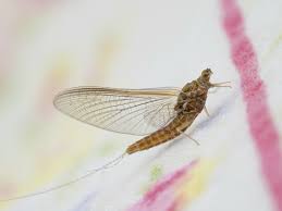 Image result for Pterygota