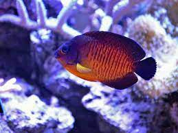 The Coral Beauty Angelfish Reef Safe What They Eat And More