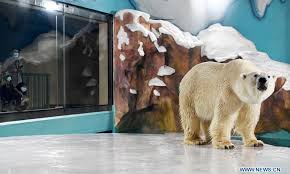 Projections show when fasts caused by declining sea ice are likely to lead to rapid recruitment and survival declines across the polar bear circumpolar range. Polar Bear Hotel Rejects Criticism Saying Animals Taken Care Of Global Times