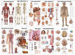 Organs Of The Body Chart Bundle 10 Laminated Charts