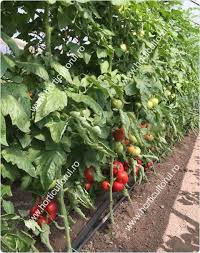 Pentru solar cel mai bun soi e precos iar pentru cultura in camp cel mai bun soi e marisa, inima de bou (cum se numeau inainte) e un soi care nu rezista nici in solar nici in camp. Soiuri De Rosii Pentru Solar Ciclul Ii 2 Horticultorul Ro
