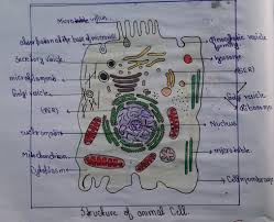 Each cell can be thought of as a large factory. Draw A Diagram Of The Animal Cell And Label The Following Parts The Plasma Membrane Centriole Brainly In