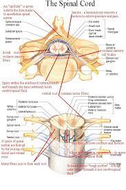 Spinal Cord Anatomy Spinal Cord Anatomy Medical Knowledge Human Anatomy And Physiology