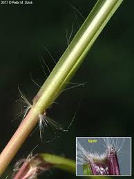 Image result for Eragrostis membranacea