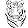 Black and white crouching tiger. Https Encrypted Tbn0 Gstatic Com Images Q Tbn And9gcslkbqszyhbjyrsnzkcgfrjvyw2t Ql3tkts2huzxzvgt9vicyd Usqp Cau