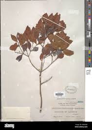 Image result for Pleurostylia