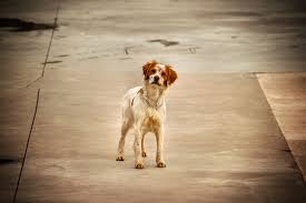 Photos, address, and phone number, opening hours, photos, and user reviews on yandex.maps. Stray Lost Animals