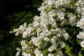 Image result for Exochorda