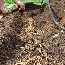Cranberry plants (vaccinium macrocarpon) are small, evergreen shrubs native to north america. How To Grow Asparagus Ultimate Success Guide Homemade Food Junkie