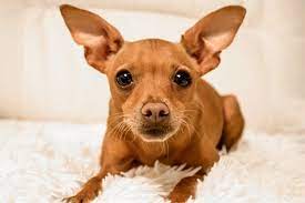 Miniature pinscher and chihuahua mix. Chipin Chihuahua Mini Pin Mix Info Pictures Care More Pet Keen
