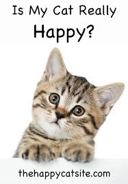 Good fences = happy kitties provide a screened porch for your cat to experience the outdoors safely. Is My Cat Happy And How To Cheer Up A Kitty That S Feeling Blue