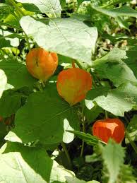 Image result for Solanum litoraneum