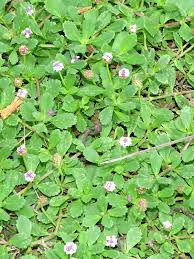 Image result for Phyla nodiflora
