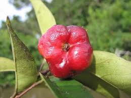 Image result for Eugenia malangensis