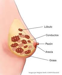 All About Breast Cancer Oncolink