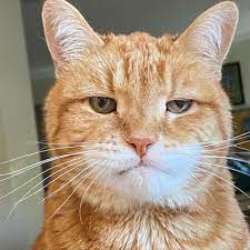 Meet Marley The Permanently Disappointed Cat Who Looks Like He S Always Judging You In 2021 Beautiful Cats Cats World Cat Day