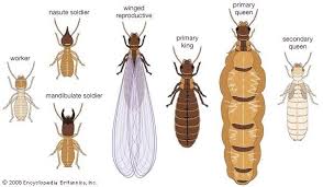 Before you can begin the termite control and treatment process, you will need to make sure you are dealing with termites and not ants, based on certain traits. Termite Insect Types Of Termites Termites Termite Control