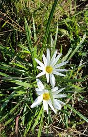 Image result for Gazania krebsiana