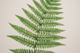 Image result for Todea