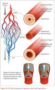 Check spelling or type a new query. The Respiratory System Gcse Biology Combined Science Edexcel Revision Study Rocket