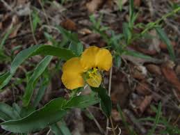 Image result for Commelina africana