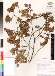 Image result for Bivinia jalbertii