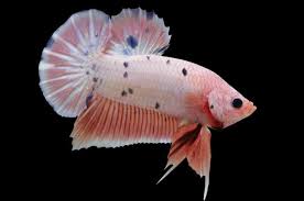 Maybe you would like to learn more about one of these? 11 Jenis Ikan Cupang Hias Dengan Keindahan Warnanya