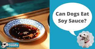 Can Dogs Eat Soy Sauce Is Soy Sauce Bad For Dogs