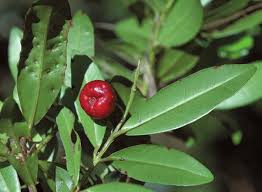 Image result for Syzygium komatiense