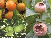 A Fall Edible Landscaping Walk at Cricket Hill...