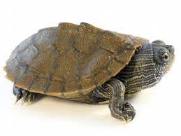Map turtles (genus graptemys) get their common name from the lines and markings on the carapace which resemble the contour lines of a map. Mississippi Map Turtle For Sale Reptiles For Sale
