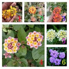 We did not find results for: Tanaman Hias Bibit Bunga Lantana Shopee Indonesia