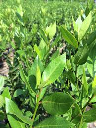 Image result for bay leaf bush foto