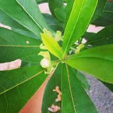 Image result for Limosella grandiflora