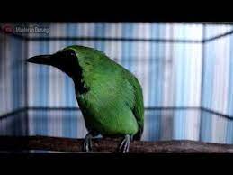 Cucak Ijo Gacor Suara Paling Merdu Dan Enak Di Dengar Cocok Buat Mastera Burung Cocok