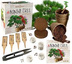 This is a 2 year progression story of my bonsai tree grown from seed. Top 10 Best Of Beginner Bonsai Trees 2021 Bestgamingpro