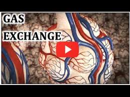 Gas Exchange Physiology Animation Made Easy