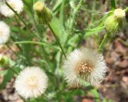 Image result for Conyza