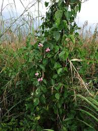 Image result for Canavalia cathartica