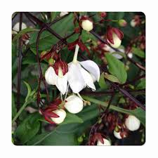 Image result for Clerodendrum poggei