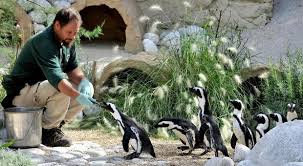 Roma La Befana Con I Pinguini Del Capo Al Bioparco