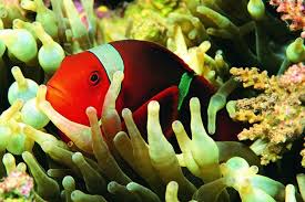 13 mewarnai pemandangan bawah laut untuk anak 2019 17 Gambar Pemandangan Bawah Laut Animasi Gambar Pemandangan Keren