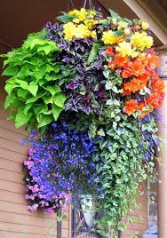 Hanging Flower Basket Inspiration Daily Appetite Plants For Hanging Baskets Container Flowers Hanging Flowers