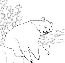 Download and print these baby panda coloring pages for free. Various Panda Coloring Pages Printable 101 Coloring
